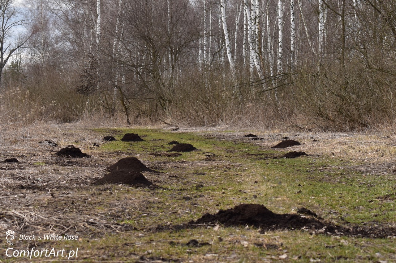 Torfowisko Wielkie Błoto kopce